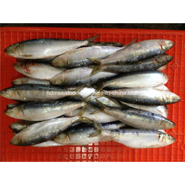 Frozen Seafood Sardine Fish